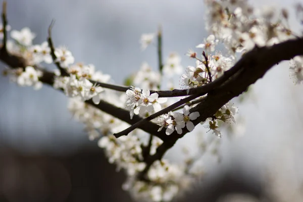 stock image White flowers