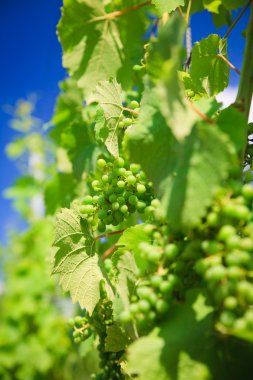 Vineyard satırları