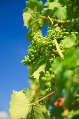 Vineyard satırları