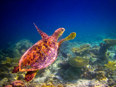 Hawksbill Turtle swiming like flying clipart