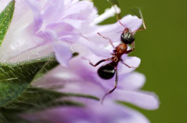 Insect on pink flower clipart