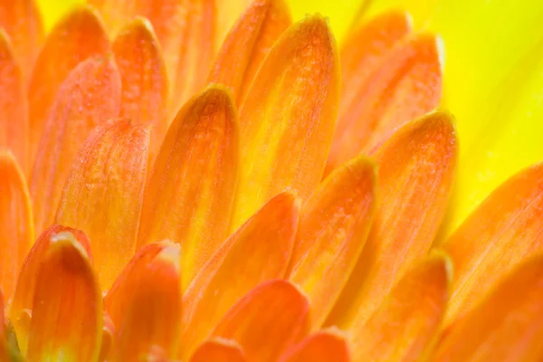 Macro de una flor amarilla —  Fotos de Stock