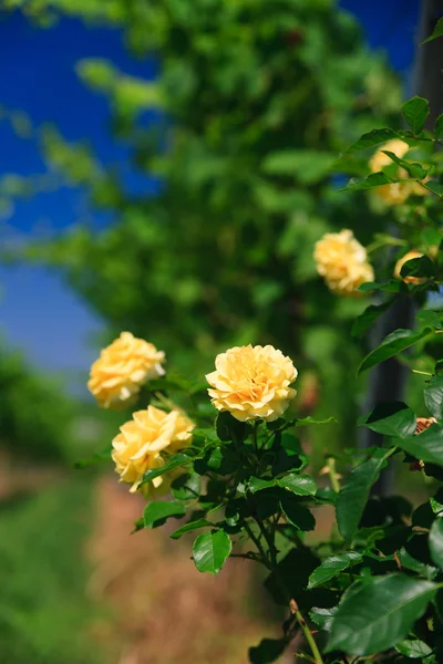 Rose on a vineyard rows — Stock Photo, Image