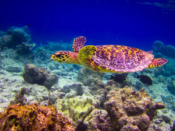 Cserepes teknőst úszni, mint a repülő — Stock Fotó