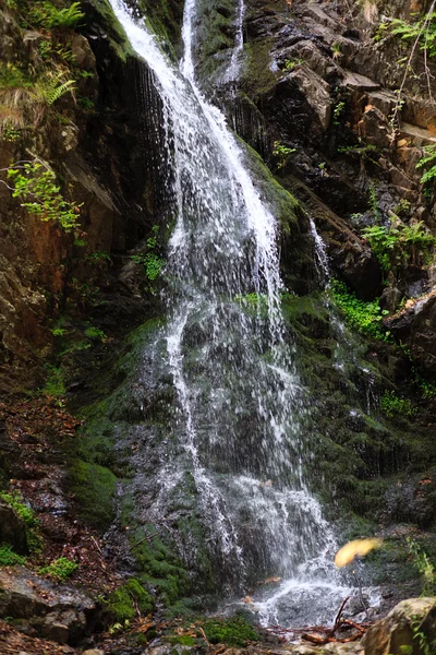 stock image Cascade in black forest