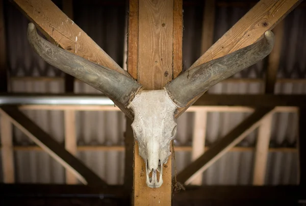 stock image Horns of deer