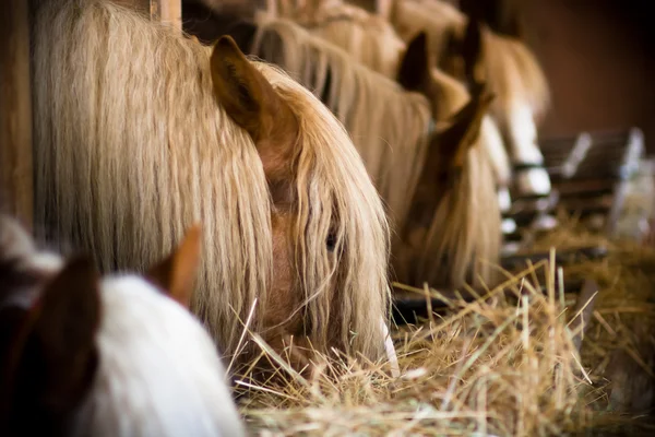 Много лошадей подряд едят в конюшнях — стоковое фото