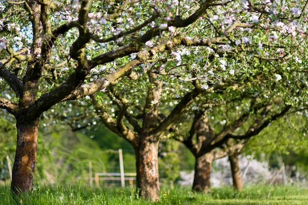 stock image Cherry tree branch in bloom