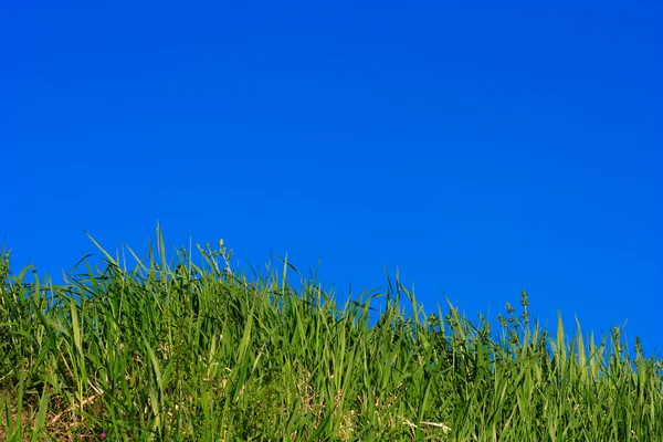 蓝蓝的天空上的绿草 — 图库照片