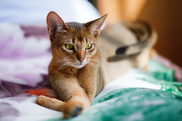 Молодой абиссинский кот в действии — стоковое фото