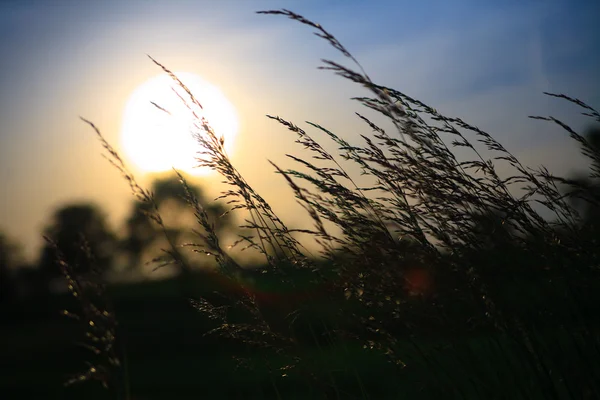 Zonsondergang en gras met mooie kleur op achtergrond — Stockfoto