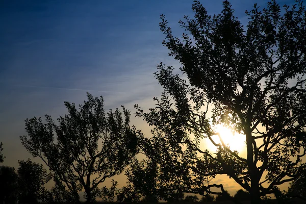 Pôr-do-sol solitário com sol e siluet de árvores e montanhas — Fotografia de Stock