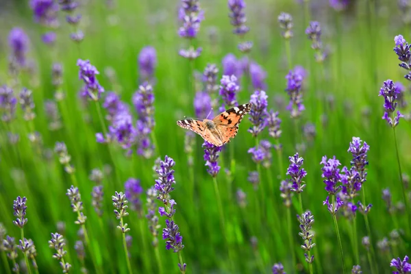 stock image Butterfly on a green plant with verry nice background