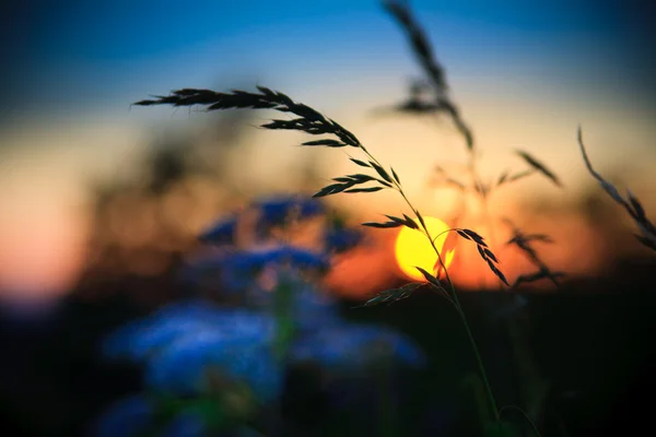 日落和用在背景颜色漂亮的草 — 图库照片
