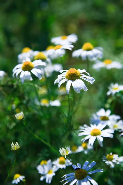 Spring grass field with many white daisies — Stock Photo, Image