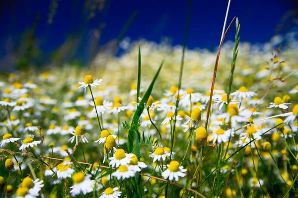 Campo in erba primaverile con molte margherite bianche — Foto Stock