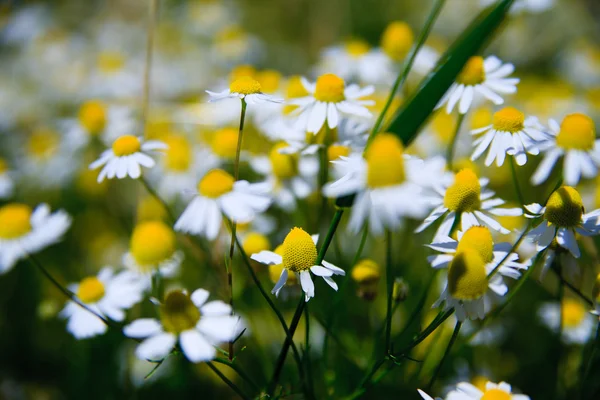 Campo de grama primavera com muitas margaridas brancas — Fotografia de Stock