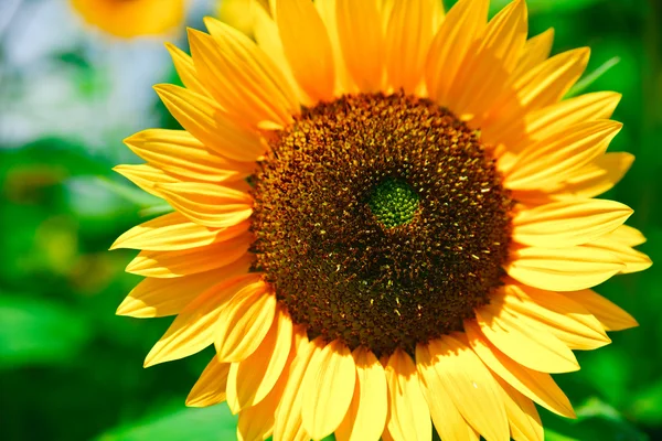 Świeży olej słonecznikowy na niebieski niebo jako tło — Zdjęcie stockowe