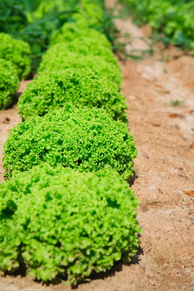 生態農場からの美しい、大きな、緑のキャベツ — ストック写真