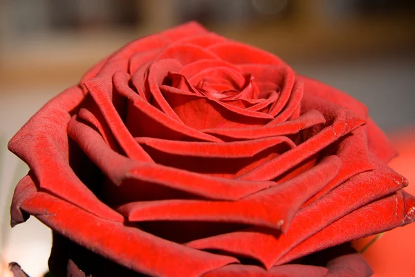 Flower: red rose as postcard for example — Stock Photo, Image