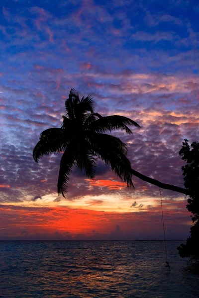 Maldivisk solnedgang – stockfoto