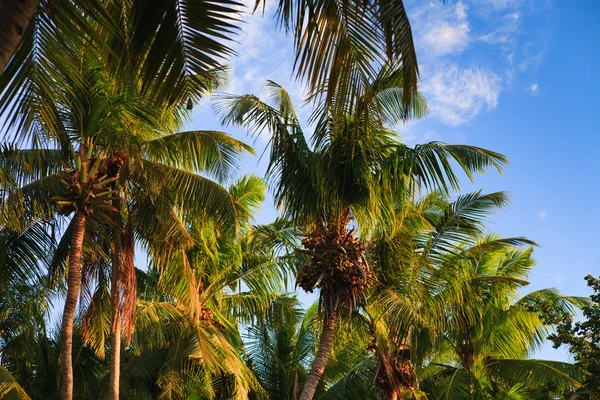 椰子树木夫妇 — 图库照片
