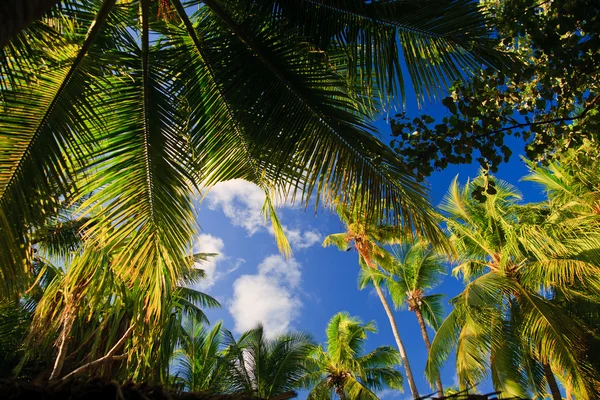 Coconut trees couple — Stock Photo, Image