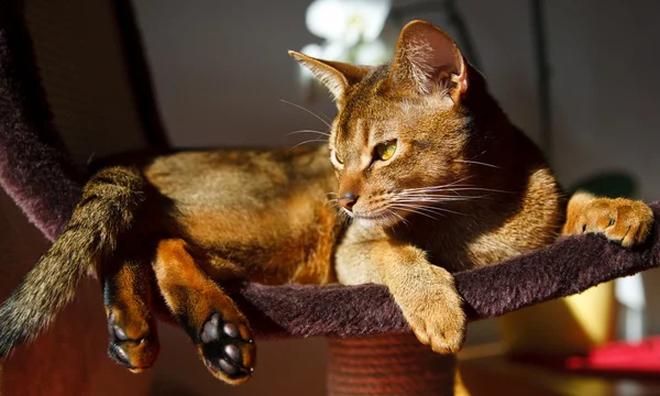 Αβυσσινιακού γάτα — Φωτογραφία Αρχείου