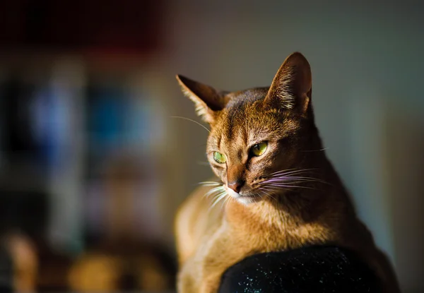Kot Abisyński — Zdjęcie stockowe