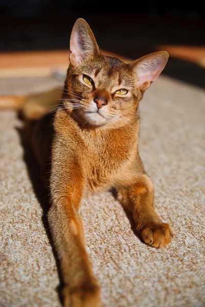Habeş kedisi — Stok fotoğraf