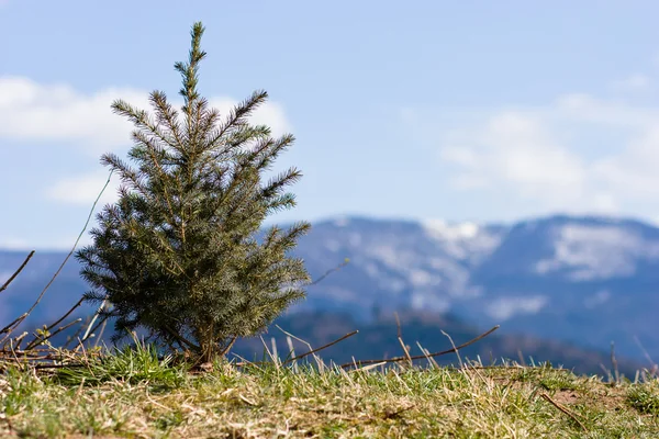 Árvore de Natal em Alpes — Fotografia de Stock