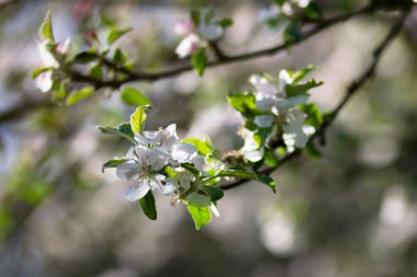 Çiçek açmış kiraz ağacı dalı