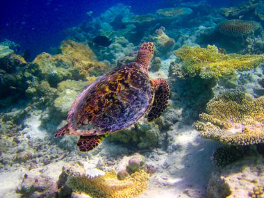 hawksbill kaplumbağa gibi uçan yüzmek