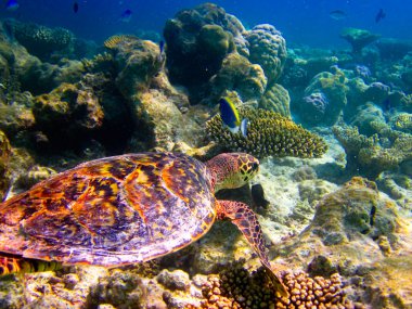 hawksbill kaplumbağa gibi uçan yüzmek