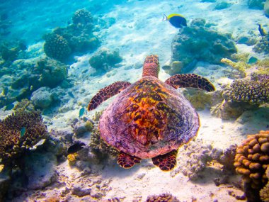 hawksbill kaplumbağa gibi uçan yüzmek