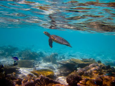 Hawksbill Turtle swiming like flying clipart