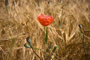 Bir tarlada yetişen sarı tahıllar hasat için hazır.