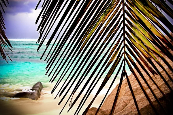 Uitzicht op tropisch strand gooien palm — Stockfoto