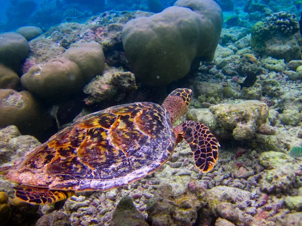 Hawksbill черепаха плавальний як літаючий — стокове фото