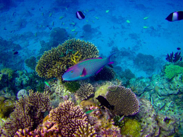 Pod vodní svět na Maledivy — Stock fotografie