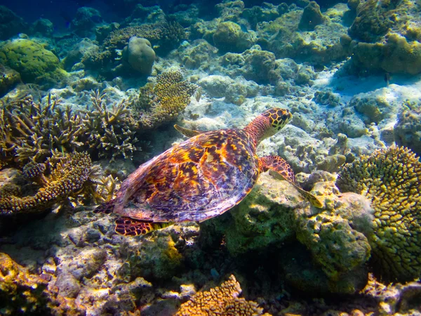 stock image Hawksbill Turtle swiming like flying