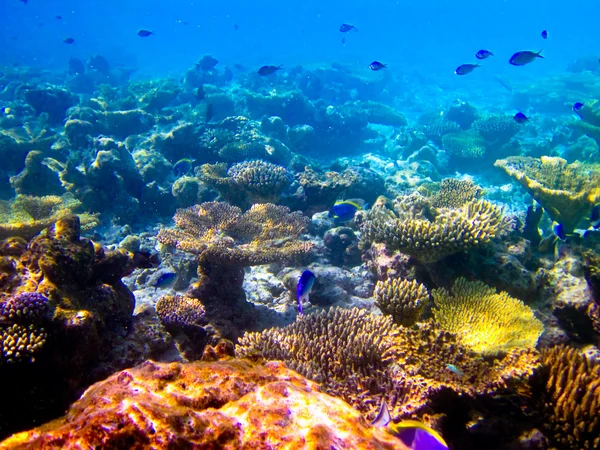 Unterwasserwelt auf den Malediven — Stockfoto