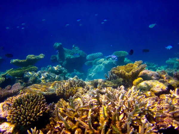 Mondo sottomarino alle Maldive — Foto Stock