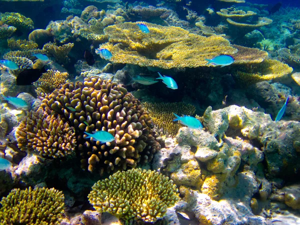 Mundo subaquático nas Maldivas — Fotografia de Stock