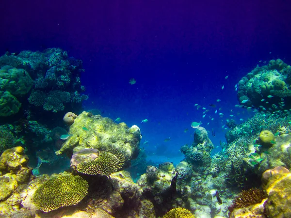 Onder waterwereld op de Malediven — Stockfoto