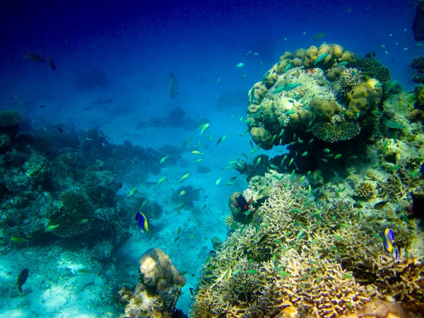 Mundo subaquático nas Maldivas — Fotografia de Stock