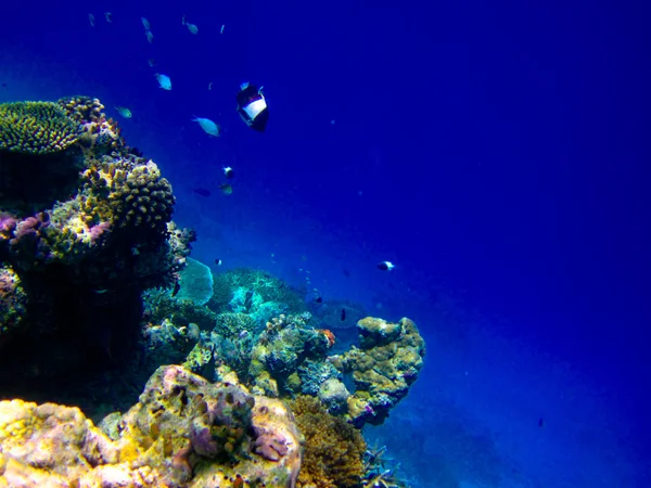 Onder waterwereld op de Malediven — Stockfoto