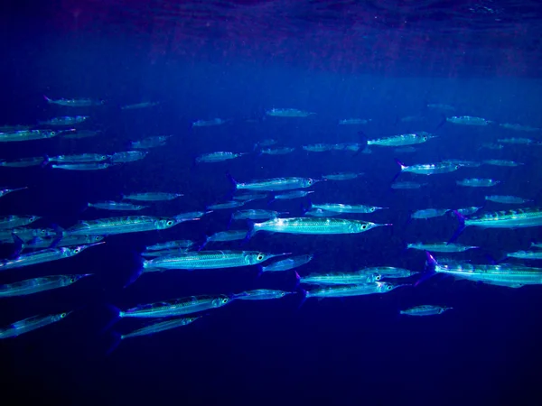 Monde sous-marin aux Maldives — Photo