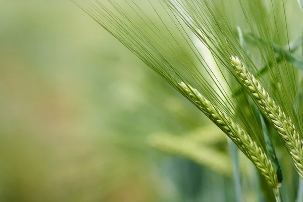 Yellow grain ready for harvest growing in a farm field — Stock Photo, Image