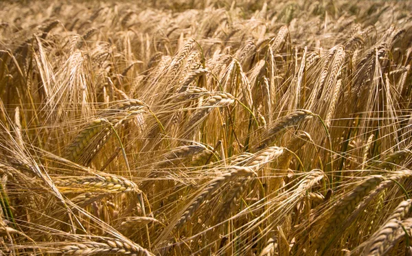 Жовте зерно готове для вирощування врожаю на фермі — стокове фото